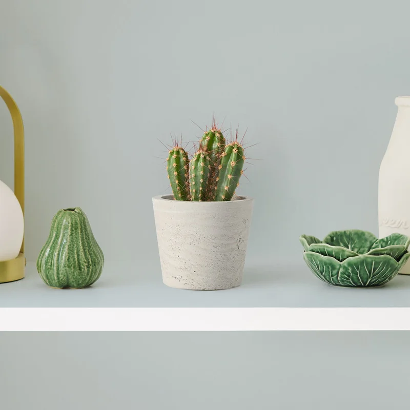 patchplants-343079