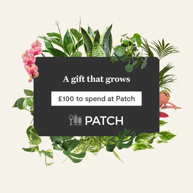 patchplants-343129