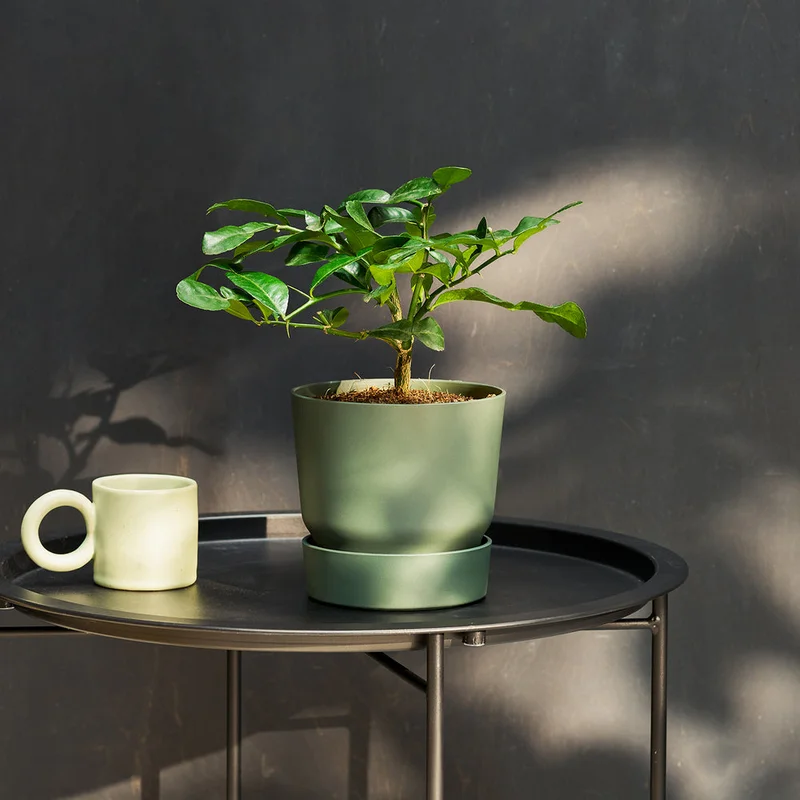 patchplants-343135