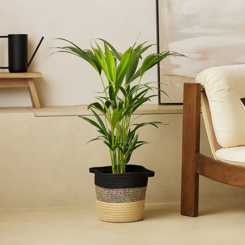 patchplants-343169
