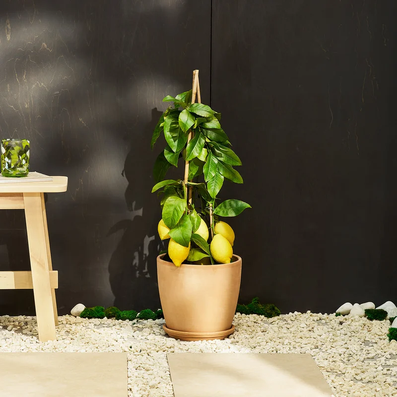 patchplants-343178