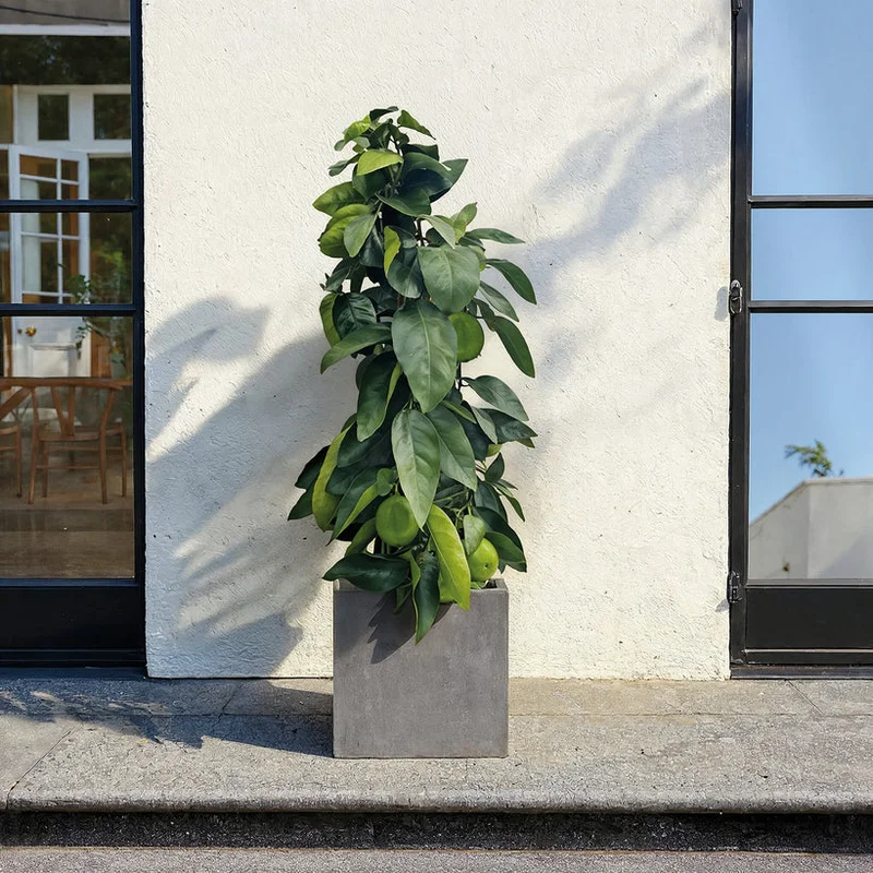 patchplants-343189