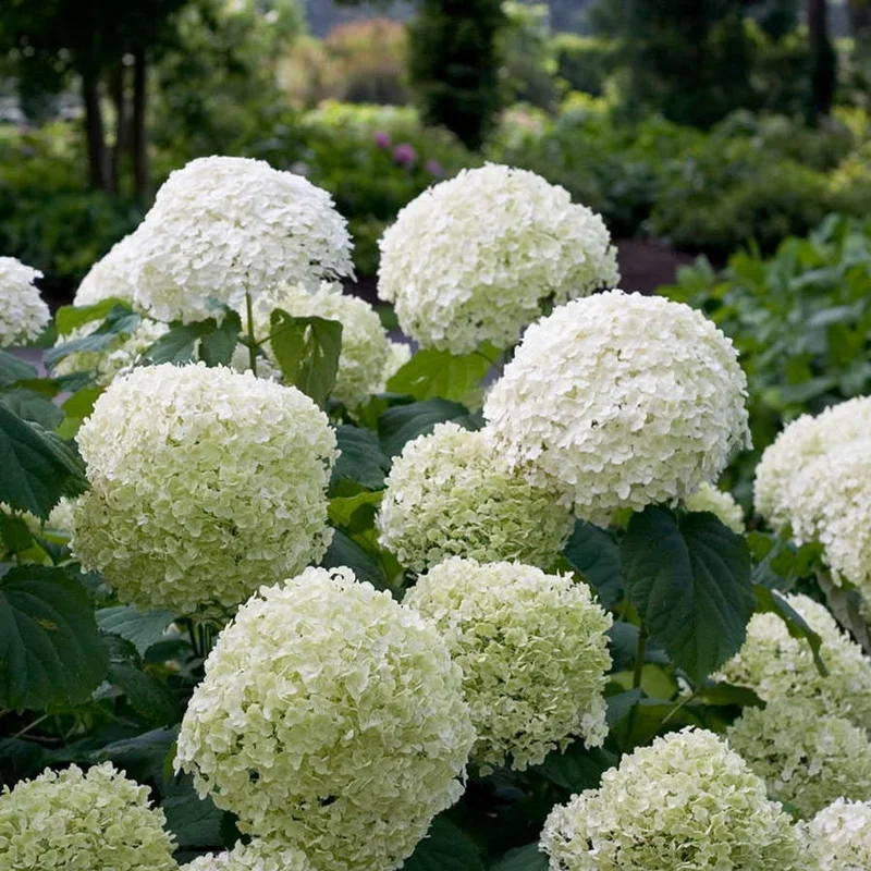 patchplants-343199
