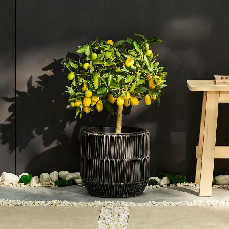 patchplants-343245