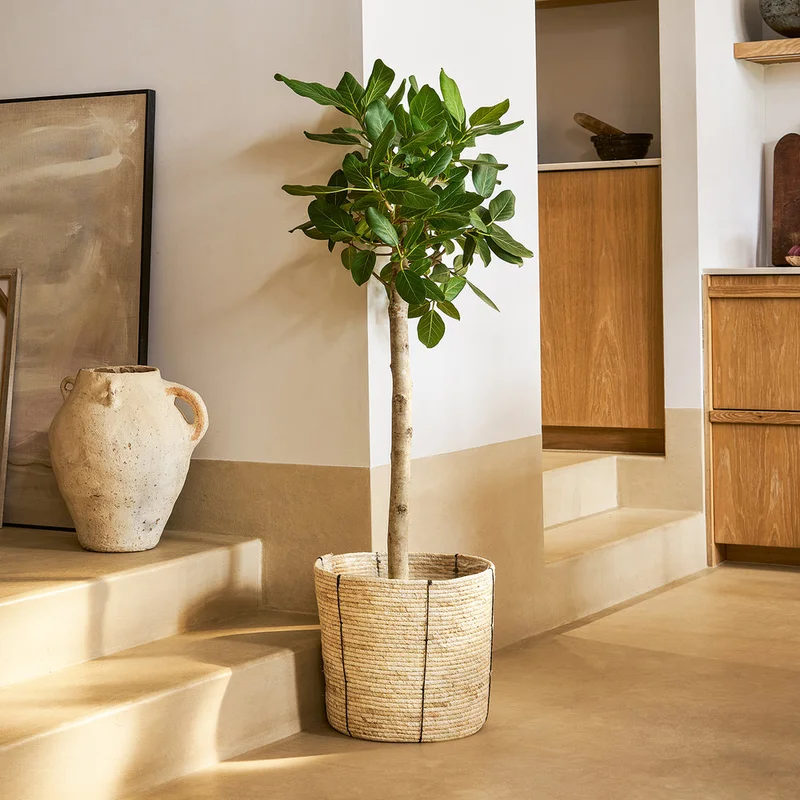patchplants-343361