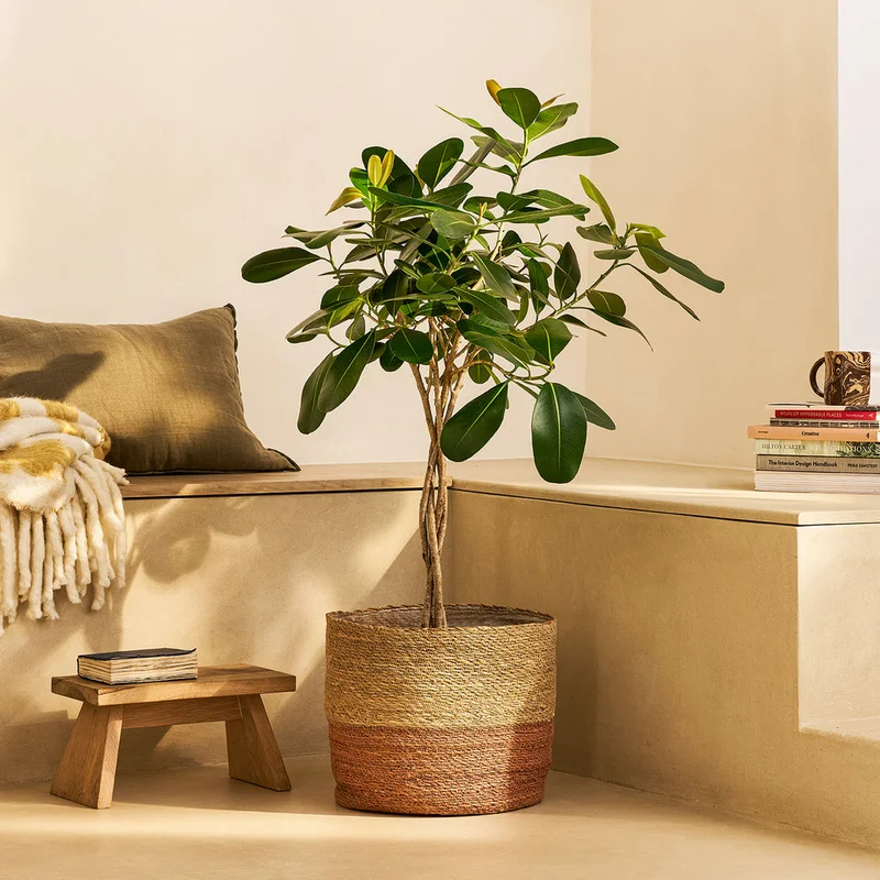 patchplants-343453