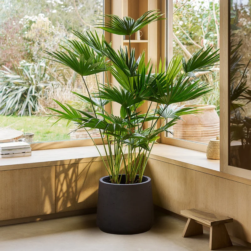 patchplants-343486