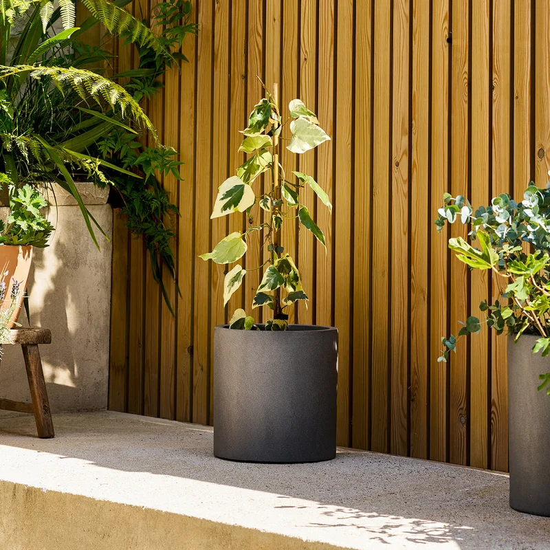 patchplants-343592