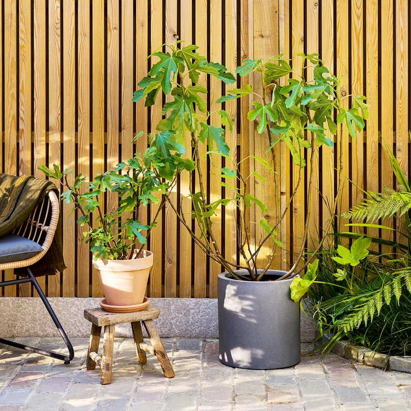 patchplants-343639