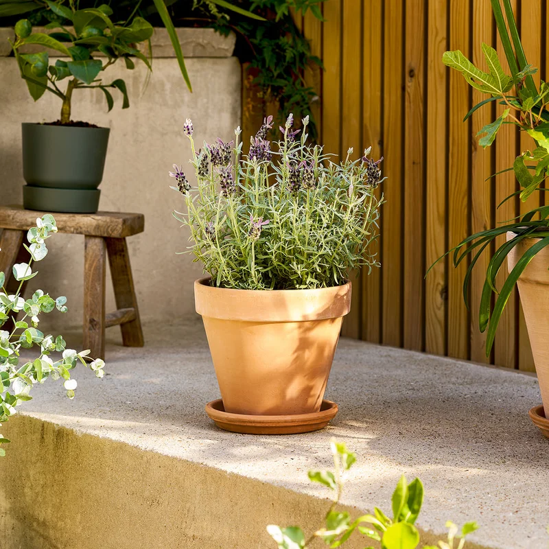 patchplants-343659