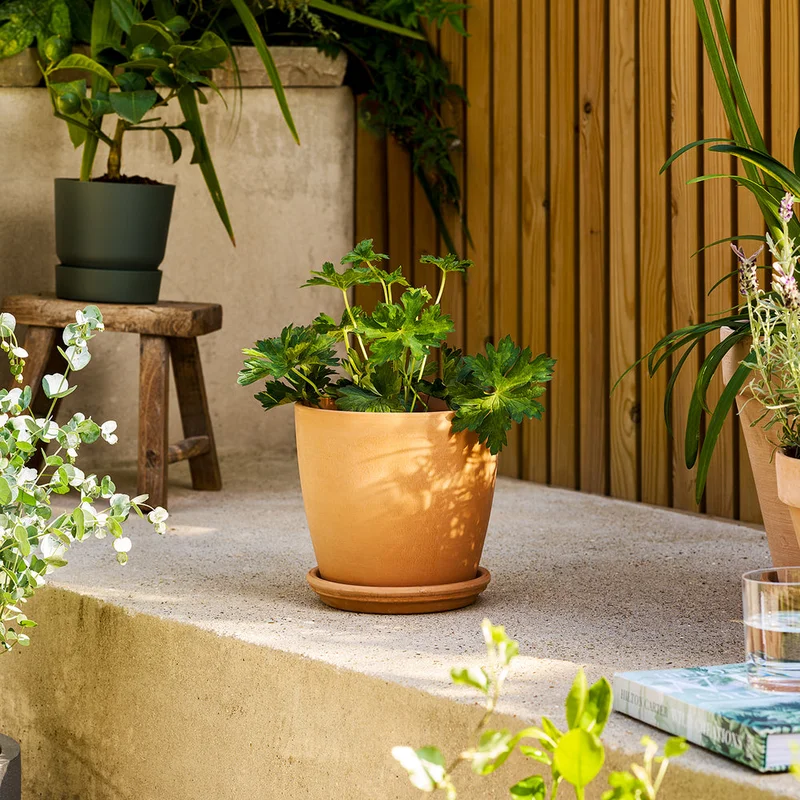 patchplants-343666