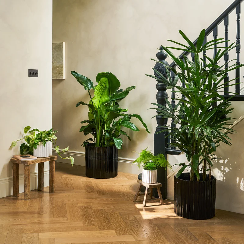 patchplants-343674