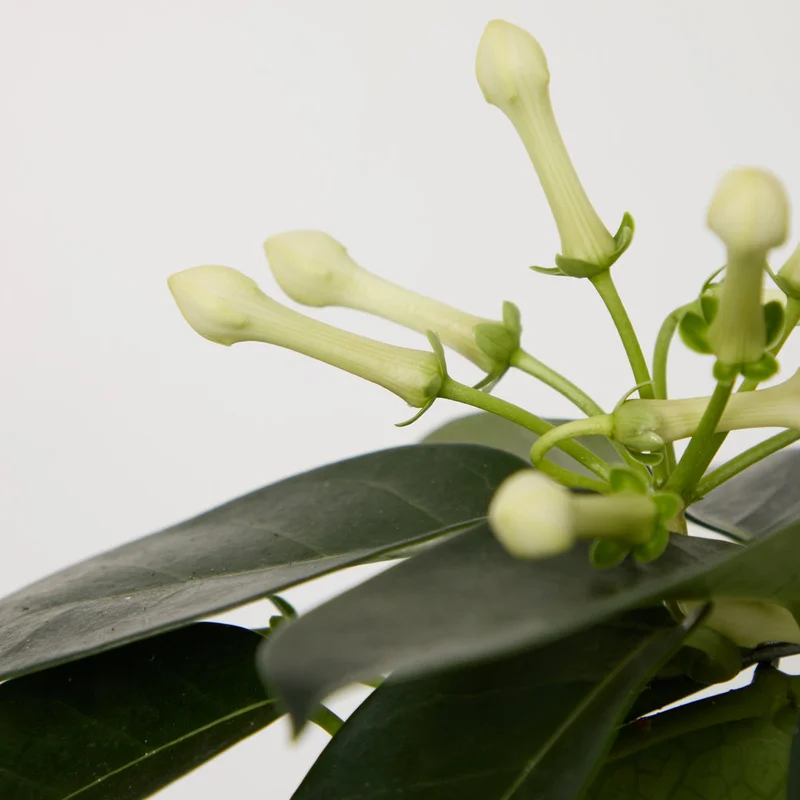 patchplants-343760