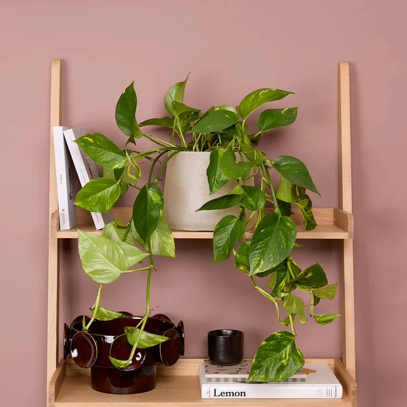 patchplants-343838