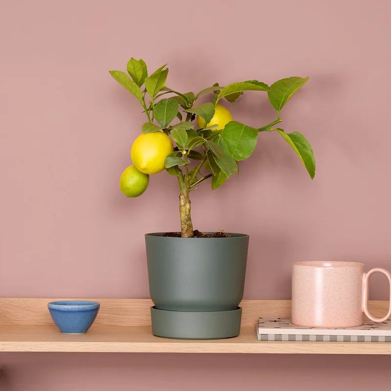 patchplants-343852