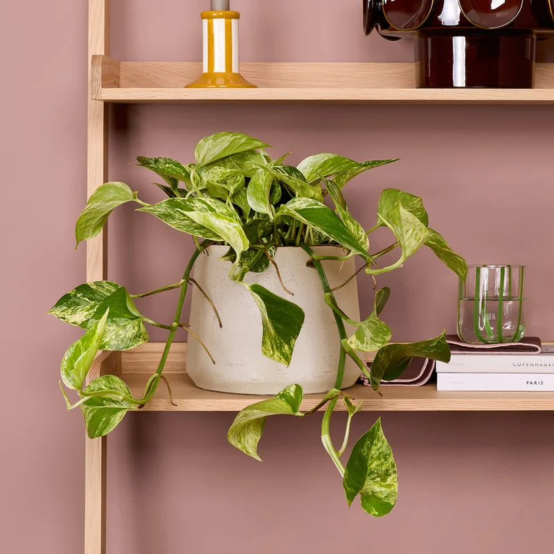 patchplants-343862