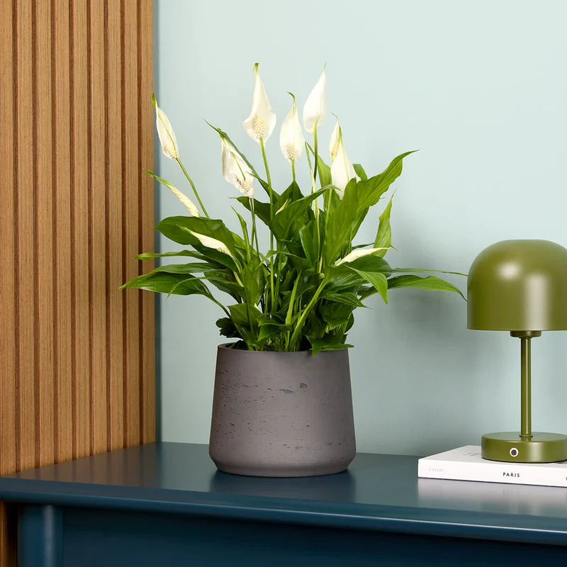 patchplants-343870
