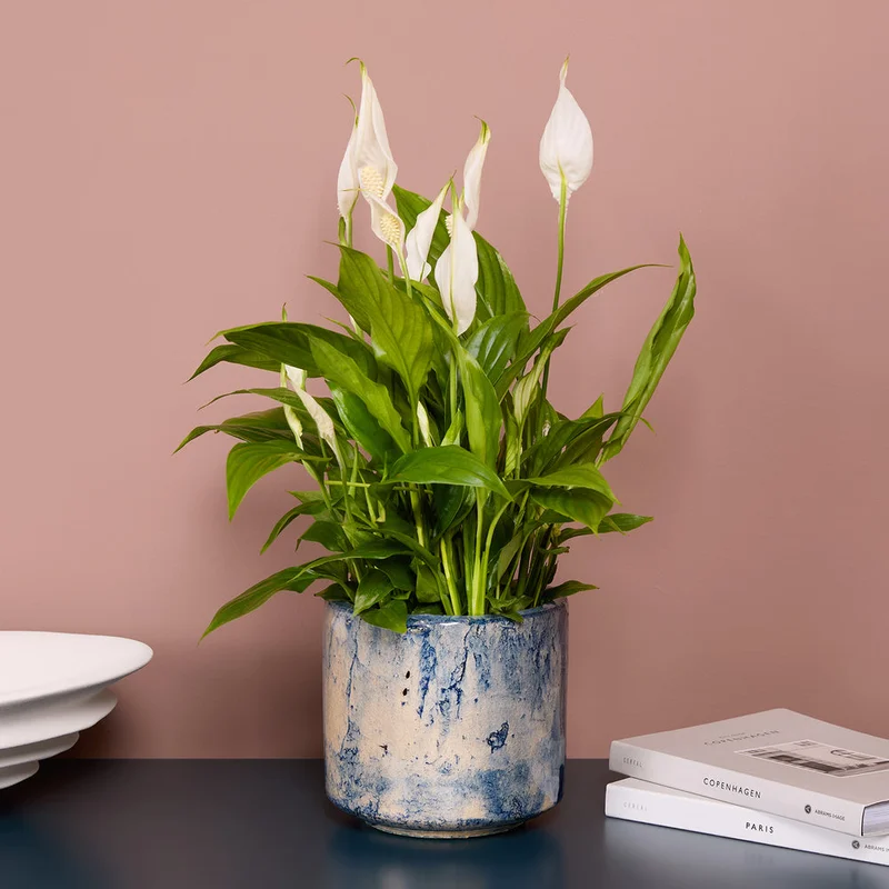 patchplants-343876