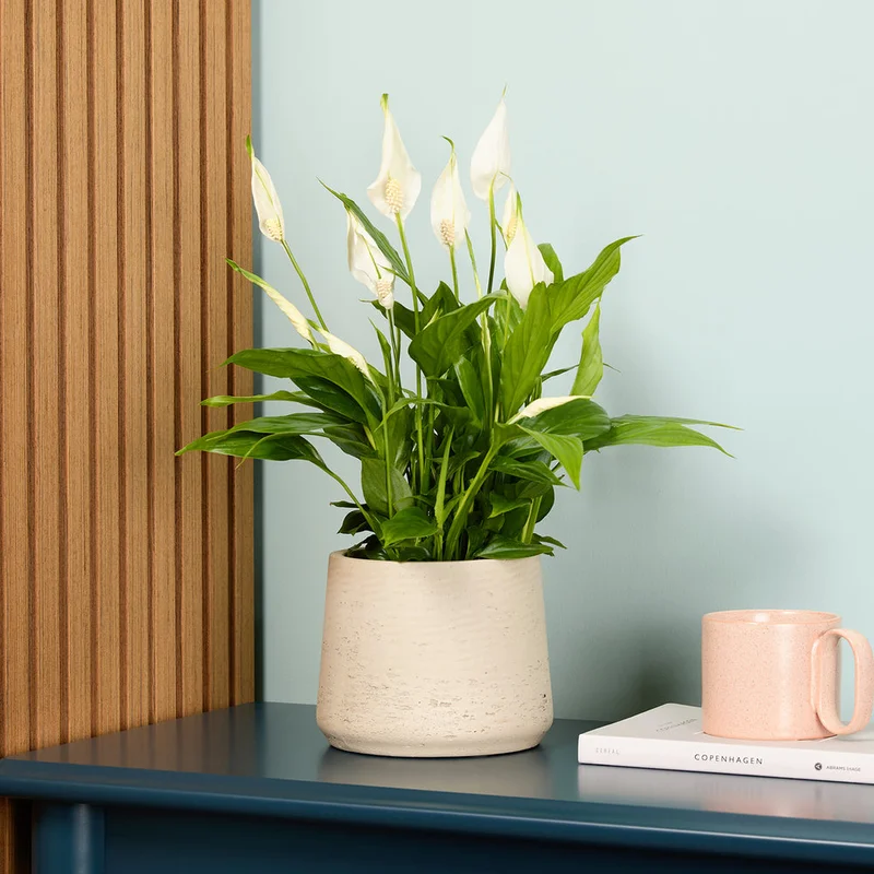 patchplants-343882