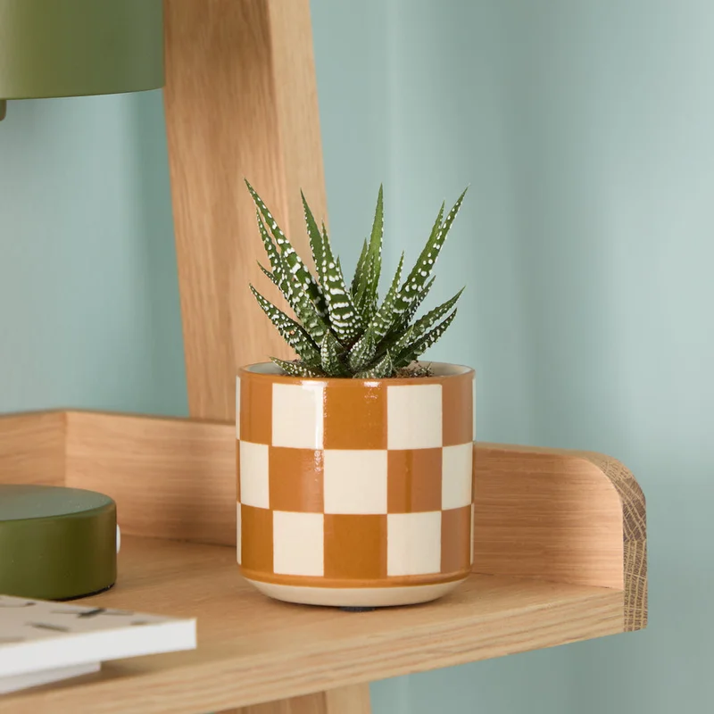 patchplants-343953