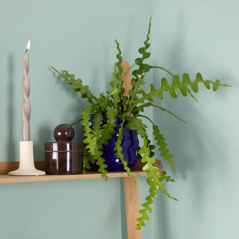 patchplants-343970
