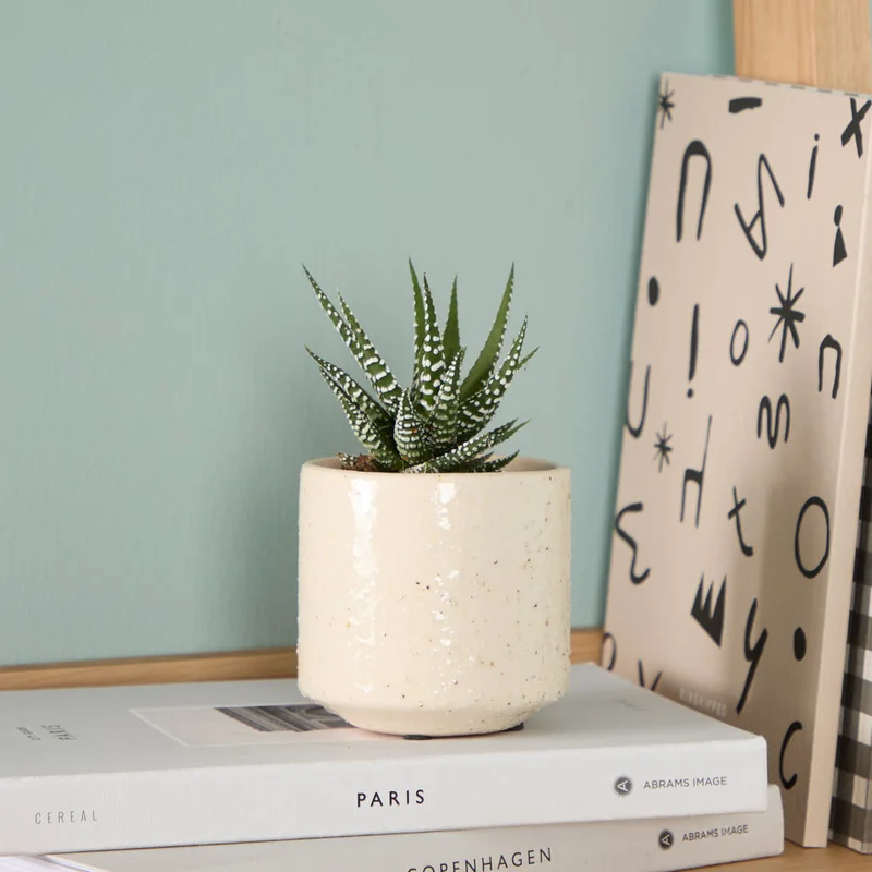 patchplants-343987