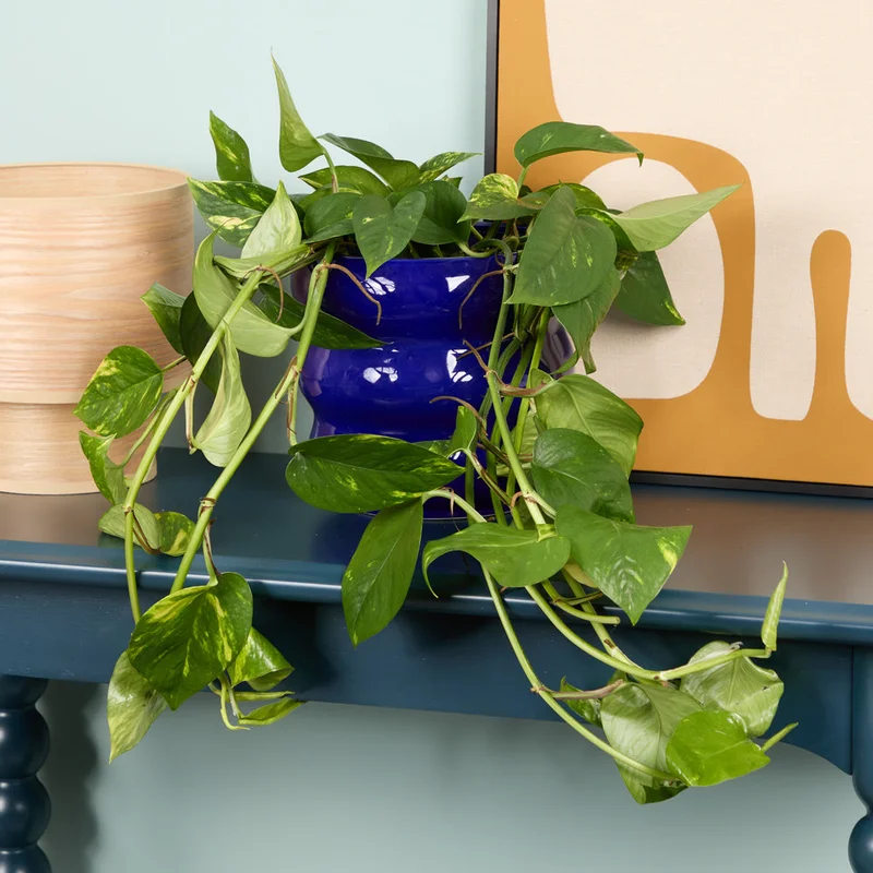 patchplants-343989