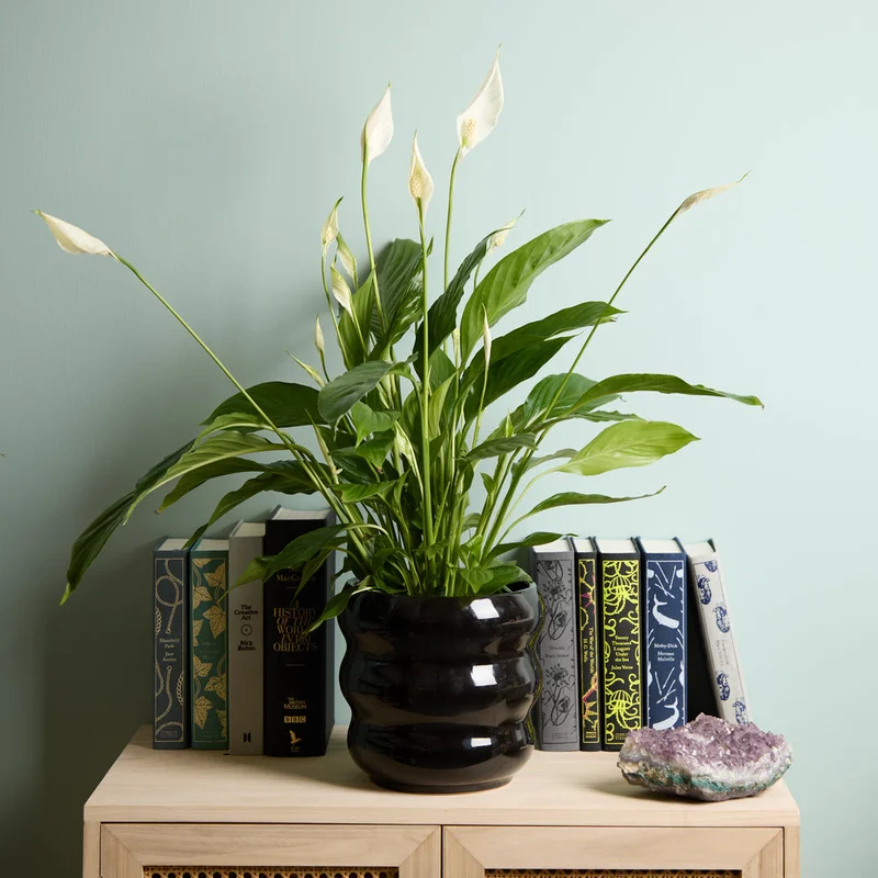 patchplants-344010