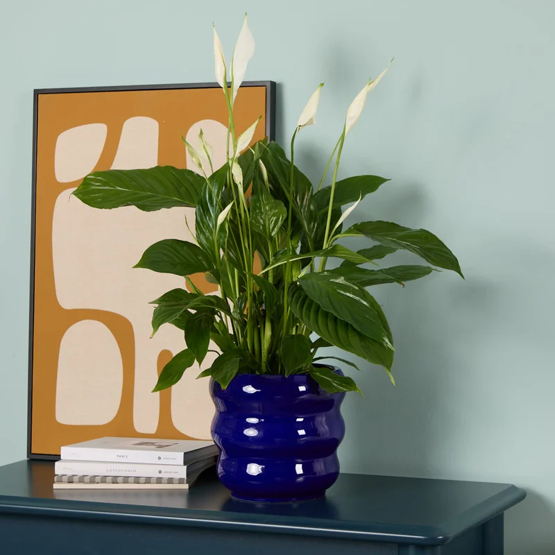 patchplants-344018