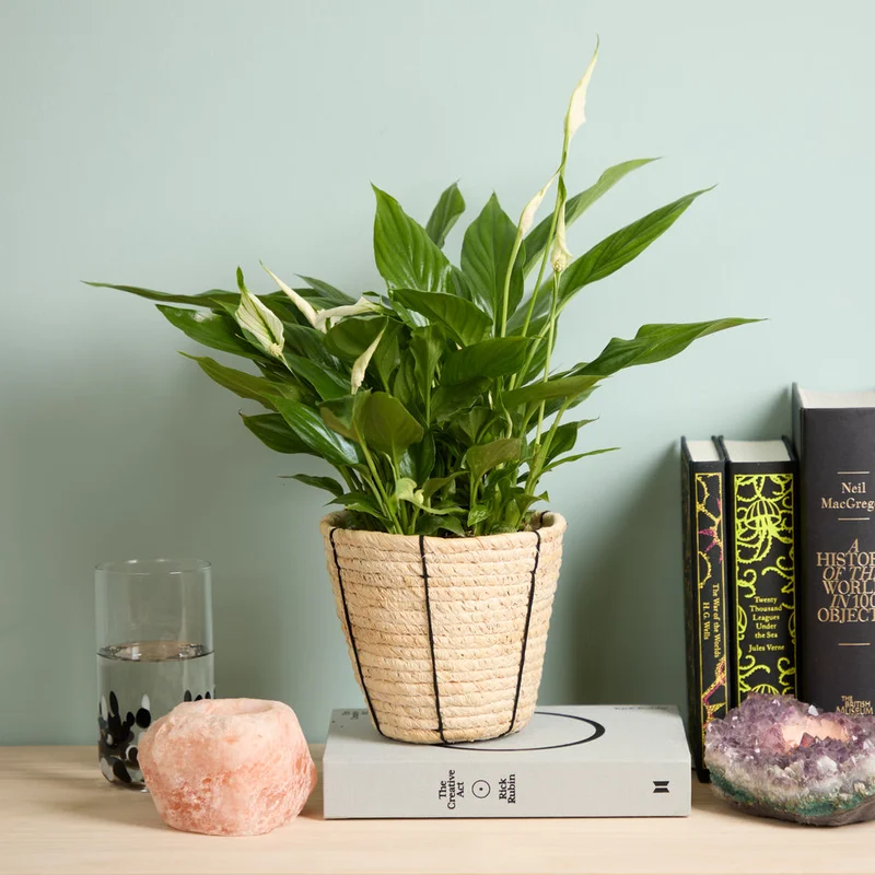 patchplants-344030