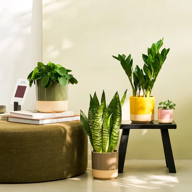 patchplants-344069