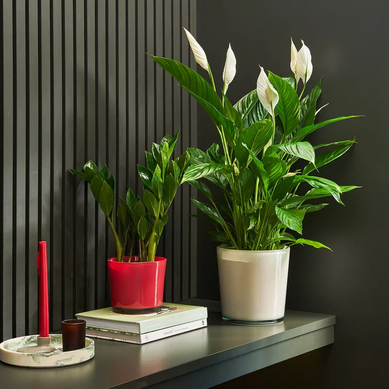 patchplants-344071