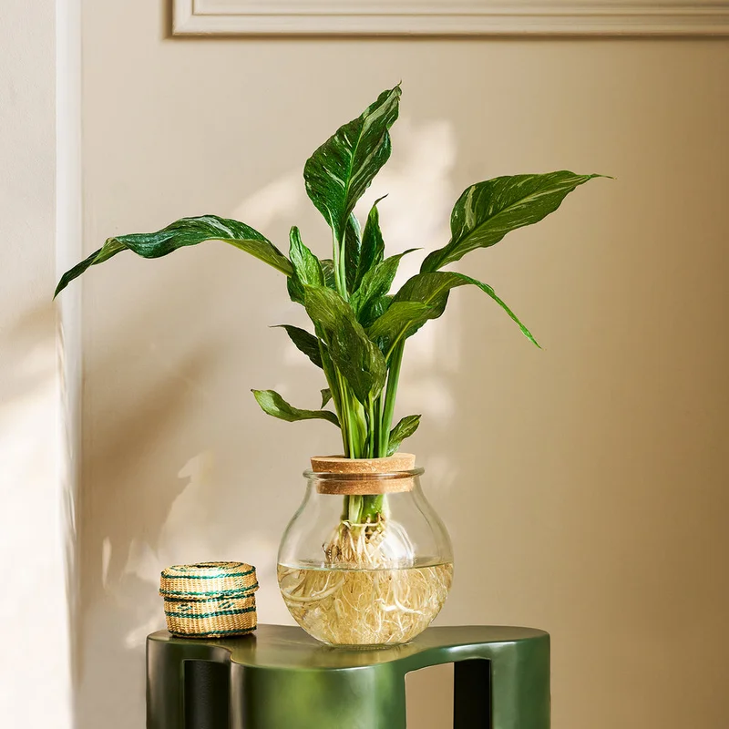 patchplants-344150