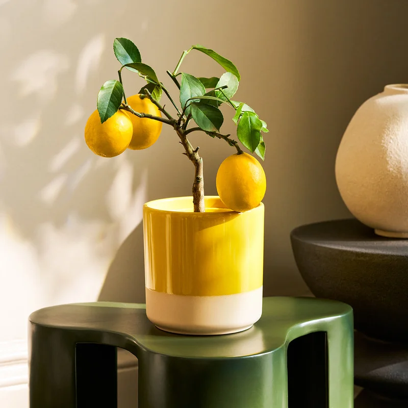 patchplants-344154