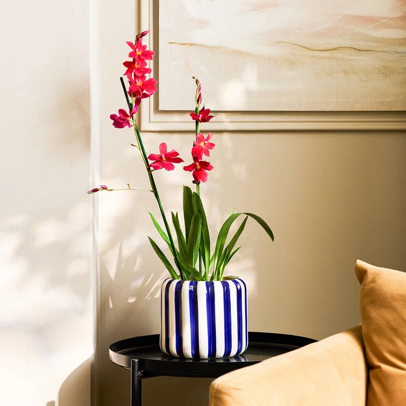 patchplants-344159