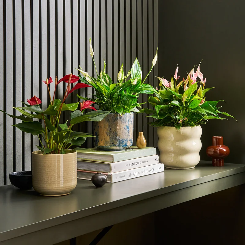 patchplants-344181