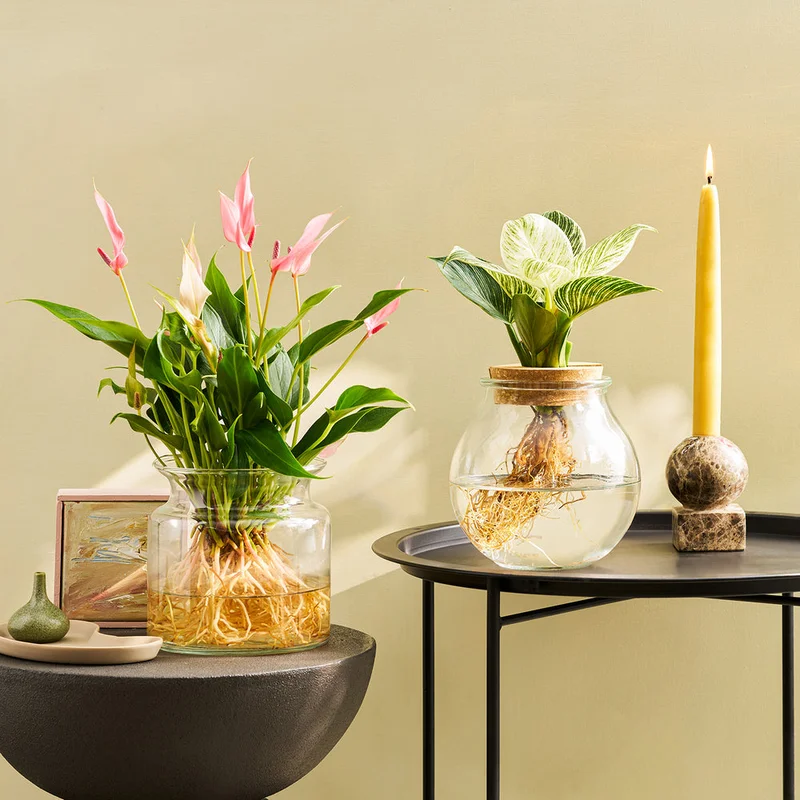 patchplants-344184