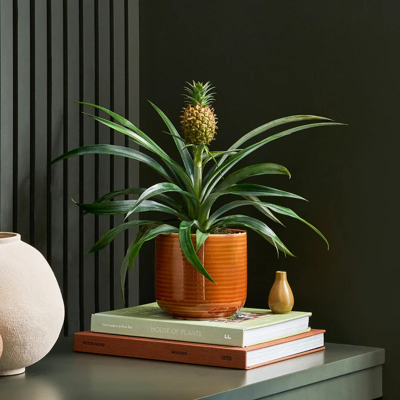 patchplants-344208