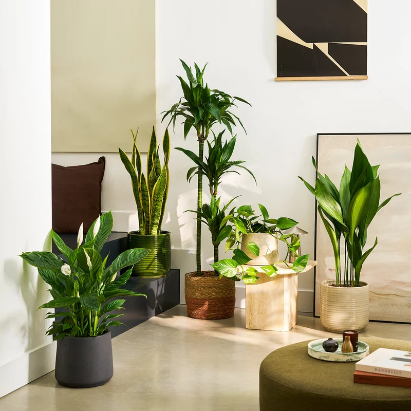 patchplants-344216