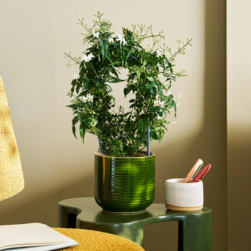 patchplants-344233