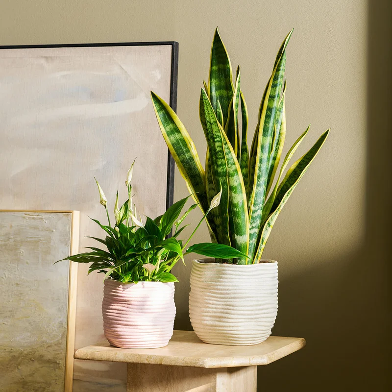 patchplants-344265