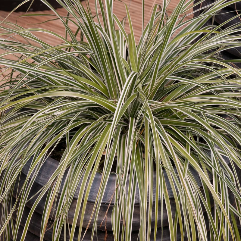 perfectplants129841