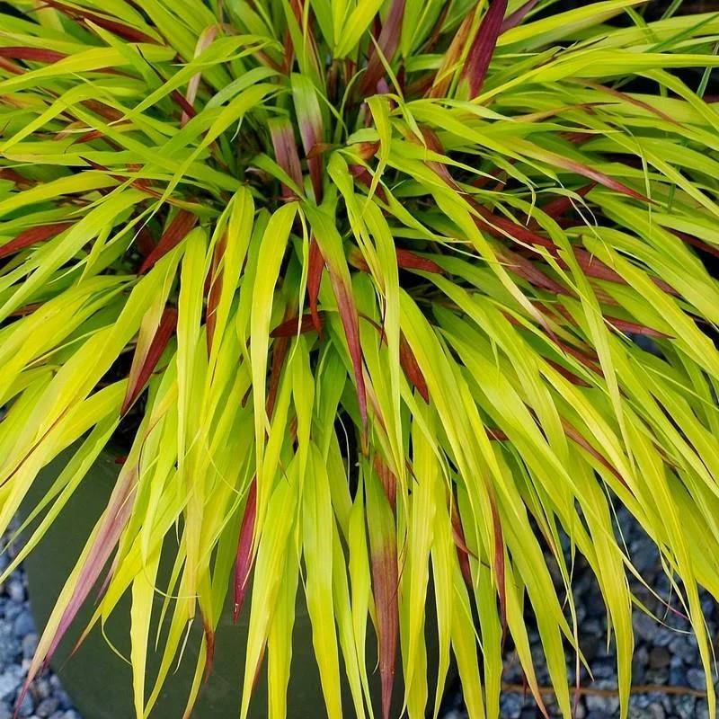 perfectplants129859