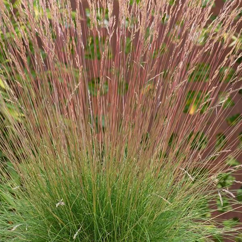 perfectplants129893